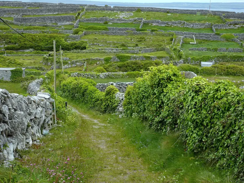Stone-walled fields and a grassy lane on Inis Oírr